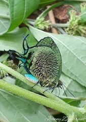 Arcas imperialis