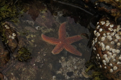 Asterias rubens