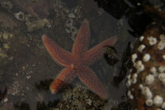 Asterias rubens