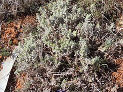 Teucrium gnaphalodes