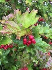 Viburnum opulus