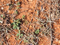 Helianthemum ledifolium
