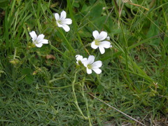 Cherleria circassica