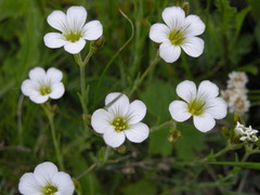 Cherleria circassica