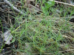 Cherleria circassica
