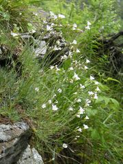 Cherleria circassica