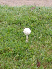 Agaricineae
