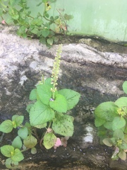 Coleus monostachyus