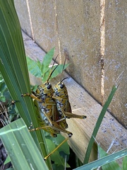 Romalea microptera