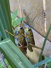 Romalea microptera