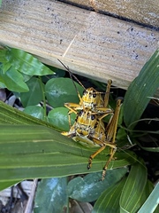 Romalea microptera