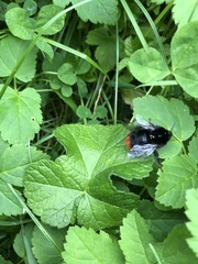 Bombus lapidarius