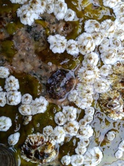 Testudinalia testudinalis