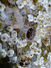 Testudinalia testudinalis