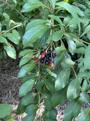 Hamelia patens glabra