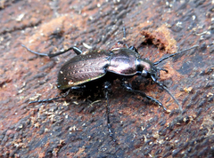 Carabus arvensis
