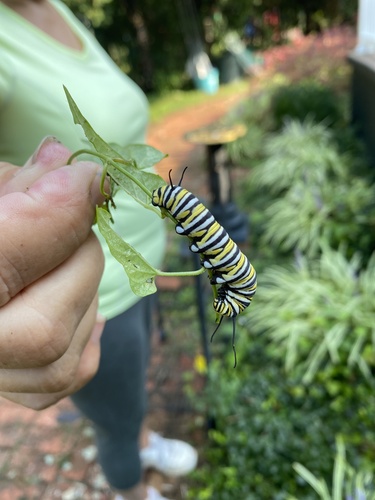 Monarch photographed in West Virginia