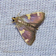 Rehimena phrynealis