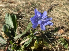 Cichorium intybus
