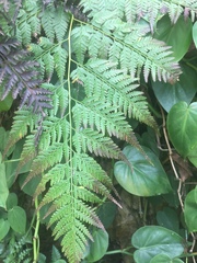 Davallia denticulata