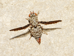 Callopistromyia strigula