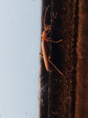 Copidita quadrimaculata