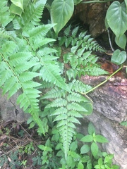 Davallia denticulata