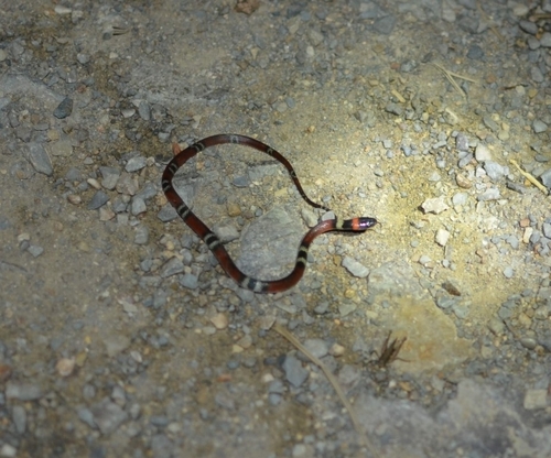 Tschudi's False Coral Snake, Oxyrhopus melanogenys