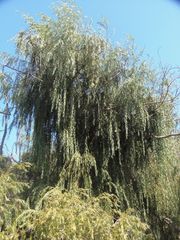 Salix babylonica babylonica