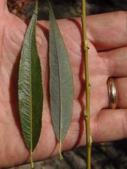 Salix babylonica babylonica