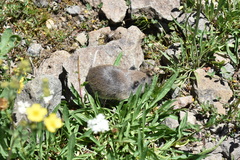 Thomomys monticola