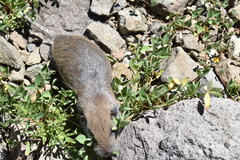Thomomys monticola