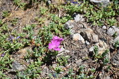 Epilobium obcordatum