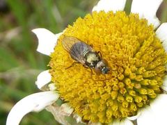 Lejogaster metallina