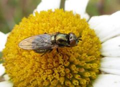 Lejogaster metallina