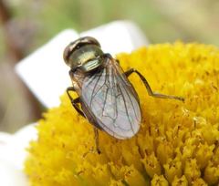 Lejogaster metallina