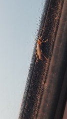 Copidita quadrimaculata