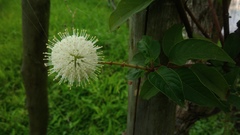 Cephalanthus tetrandra