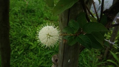 Cephalanthus tetrandra
