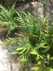 Microsorum membranifolium