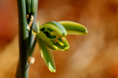 Albuca glauca