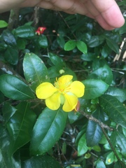 Ochna thomasiana