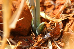 Albuca glauca