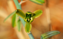 Albuca glauca