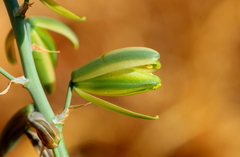 Albuca glauca