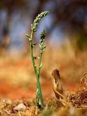 Albuca glauca