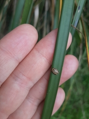 Paropsisterna tigrina