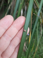 Paropsisterna tigrina