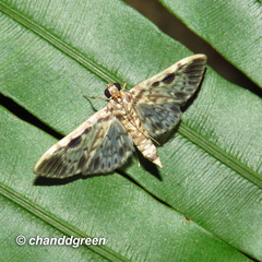 Rhimphaliodes macrostigma