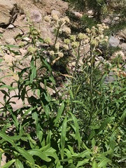 Angelica capitellata